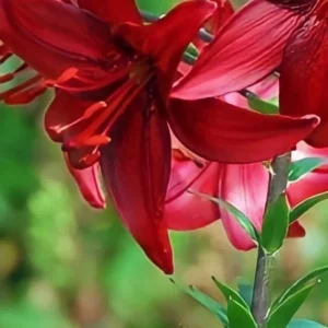 Here's an alt tag for the image: Deep red lilies in bloom.