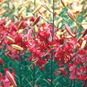 Red lilies blooming on tall stems