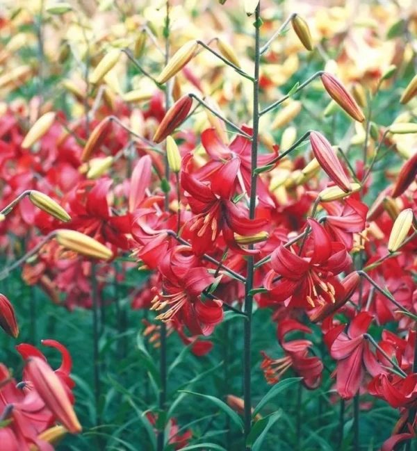 Red lilies blooming on tall stems