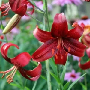 Dark red lilies in garden bloom.