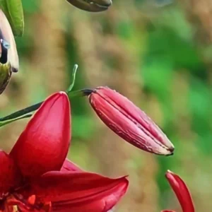 Red lily buds and blossoms blooming.