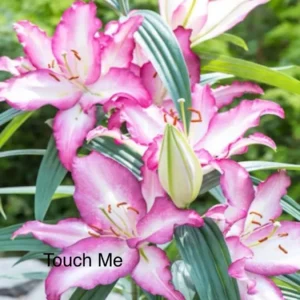 Pink lilies with "Touch Me" text