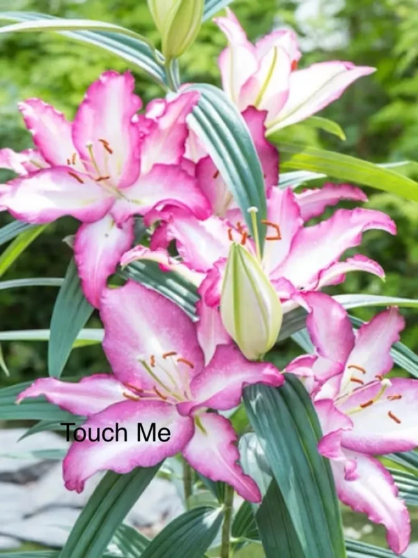Pink lilies with "Touch Me" text