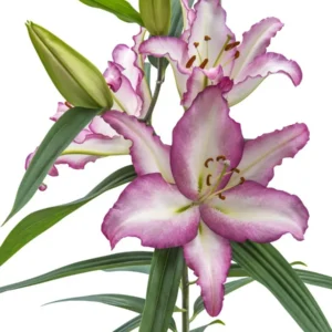 Pink ruffled lily with green buds