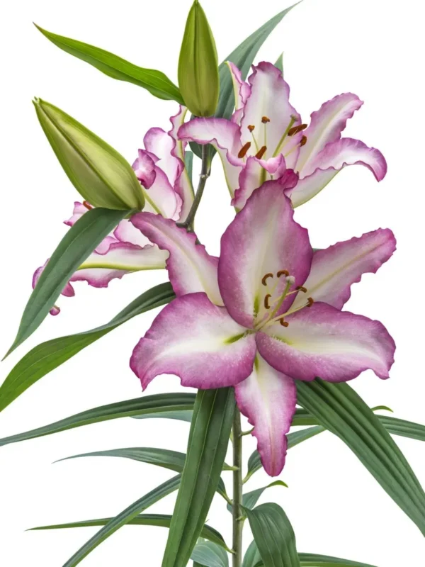 Pink ruffled lily with green buds