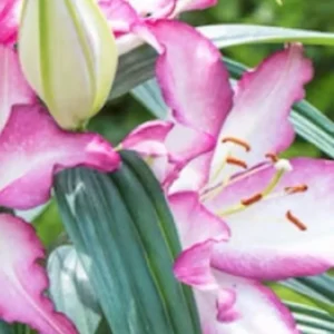 Pink and white lily blooms with green leaves