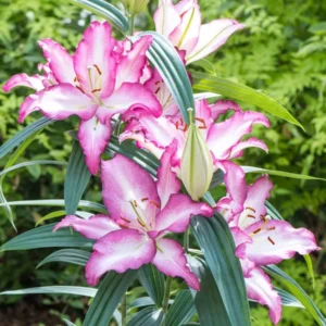 Ruffled pink lilies blooming amid green foliage