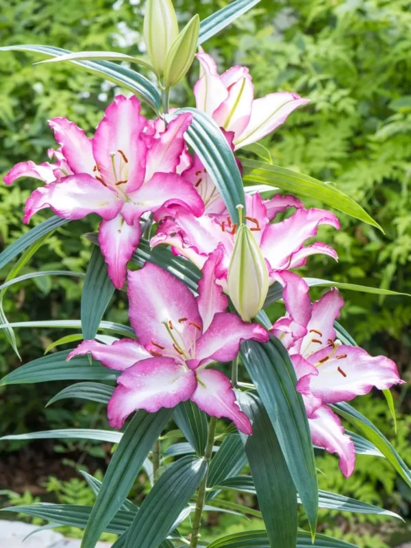Ruffled pink lilies blooming amid green foliage