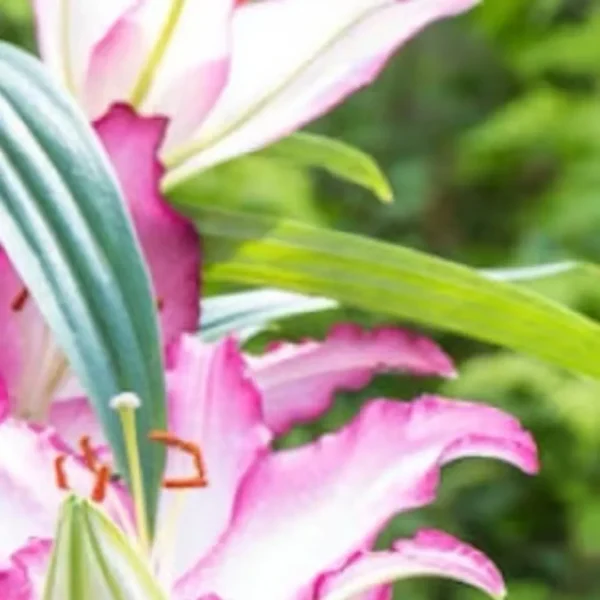 Ruffled pink-edge oriental lily bloom