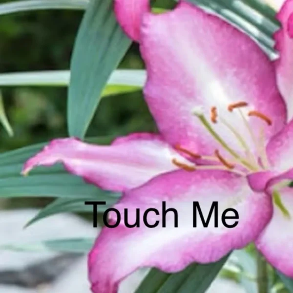 A pink flower with the words touch me written in front of it.