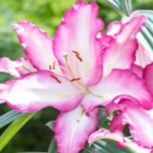 Pink and white lily blossom close-up