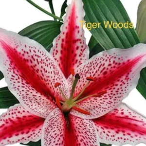 A close up of the flower with tiger woods written on it