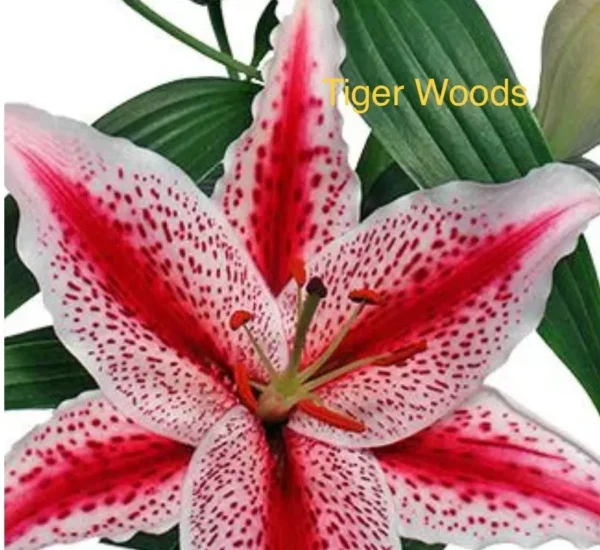 A close up of the flower with tiger woods written on it