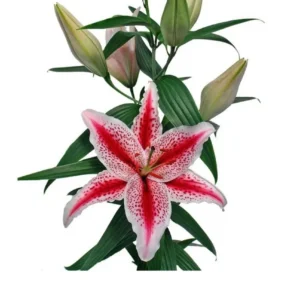 A pink and white flower with green leaves.