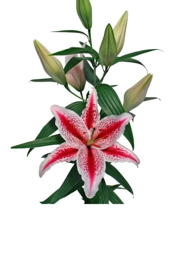 A pink and white flower with green leaves.