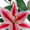 Pink and white spotted stargazer lily