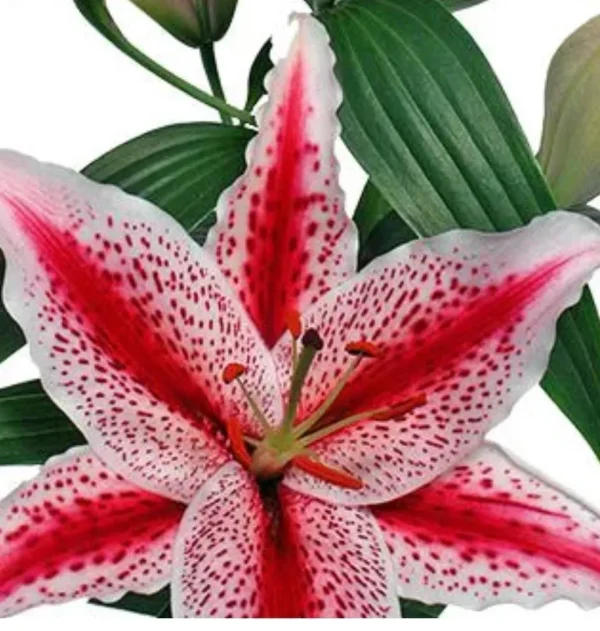 Pink and white spotted stargazer lily