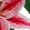 Vibrant pink spotted lily petals close-up