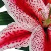 Pink and white spotted lily close-up