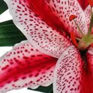 Red spotted pink lily center with stamens