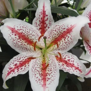 Star shaped white lily with red freckled petals