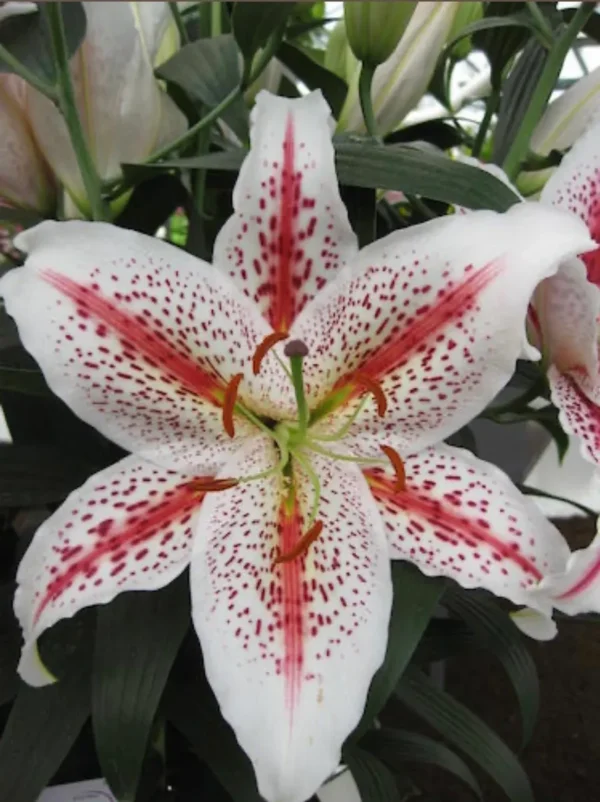 Close-up white lily with pink-red speckles