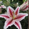 Pink and white speckled stargazer lily