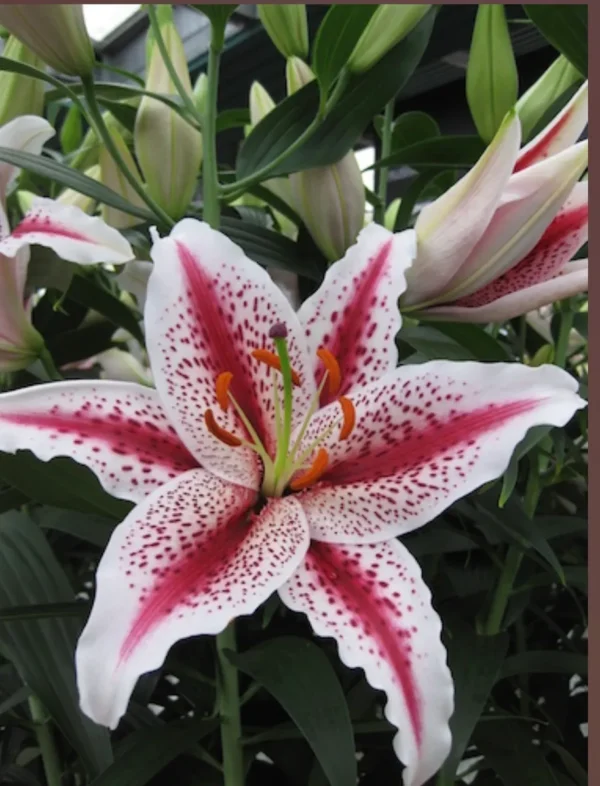 Pink and white speckled stargazer lily