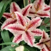 Pink and white spotted lilies in bloom