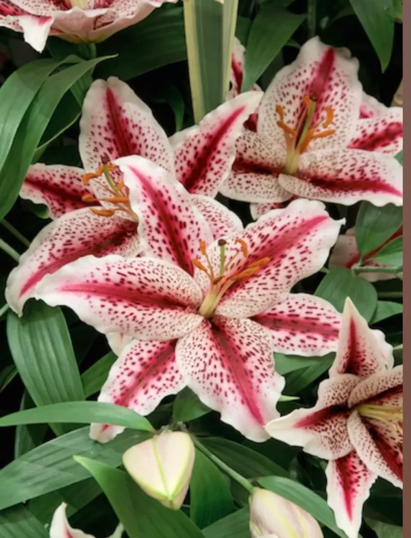 Pink and white spotted lilies in bloom