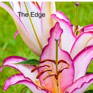 A close up of the edge of a flower