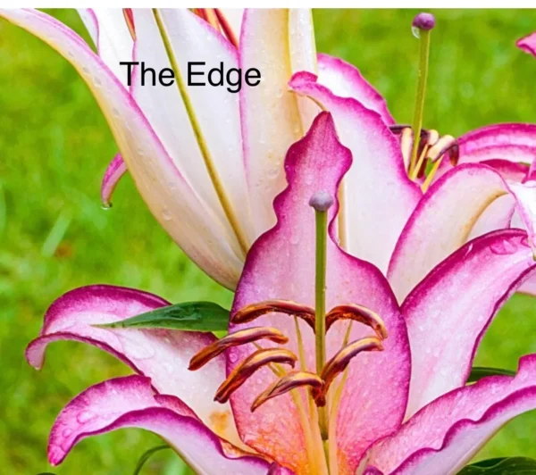 A close up of the edge of a flower