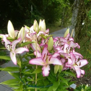 A close up of some pink flowers on the side of a road.