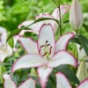 A close up of some white flowers with pink edges