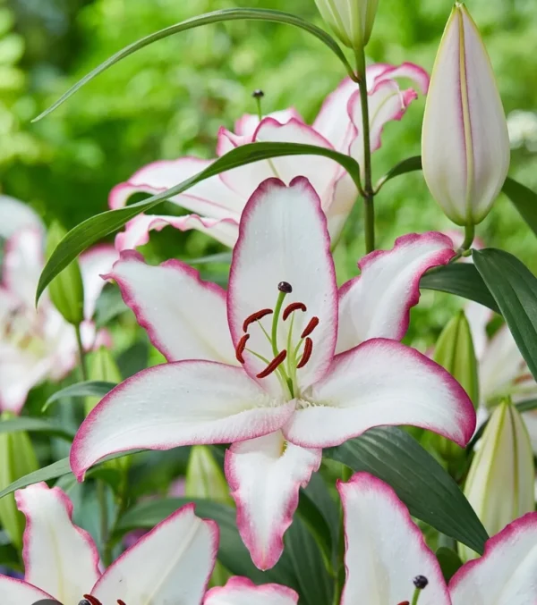 A close up of some white flowers with pink edges
