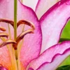 Close-up pink lily with water droplets