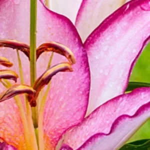 Close-up pink lily with water droplets