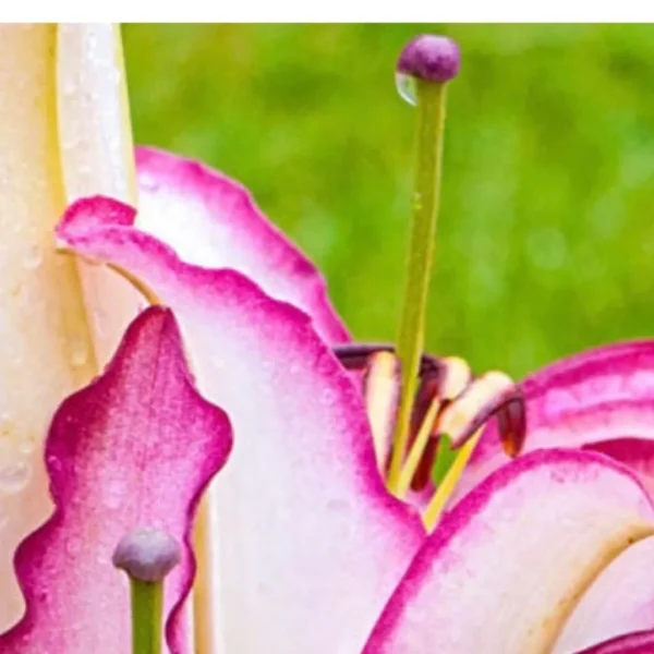 A close up of the flower of a pink lily.