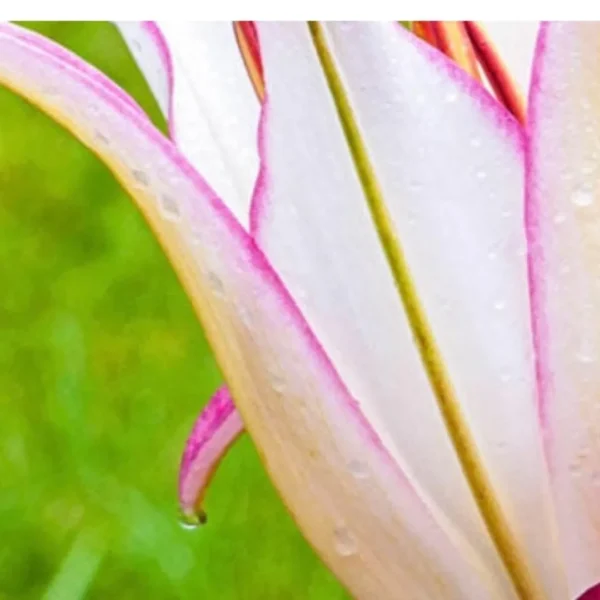 Close-up dewy pink lily petal