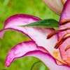 Dewy pink lily flower close-up