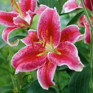 Ruffled pink stargazer lily close-up