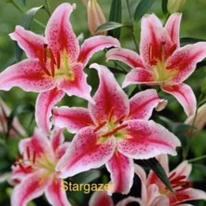Speckled pink stargazer lily cluster
