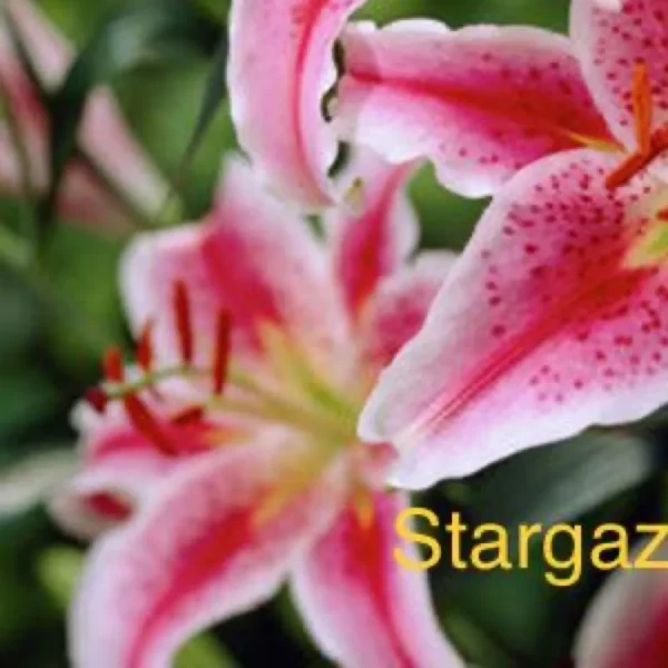 Speckled pink Stargazer lily petals close-up