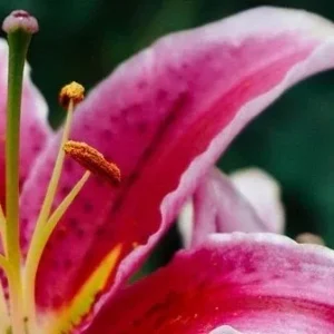Close-up pink lily with pollen-covered stamens
