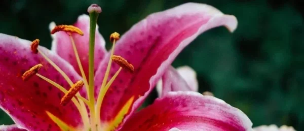 Close-up pink lily with pollen-covered stamens