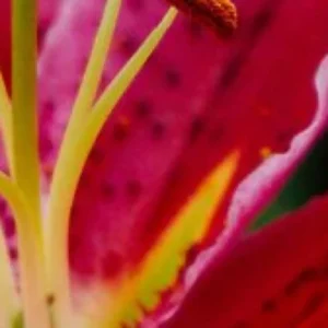 Pink spotted lily stamen close-up