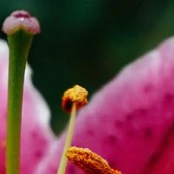 Pink lily stamen with golden pollen close-up