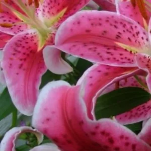 Tightly curled pink lily petals with spots