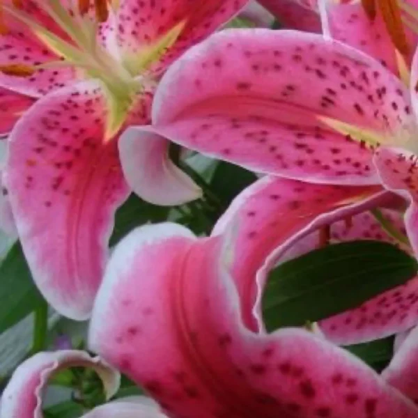 Tightly curled pink lily petals with spots
