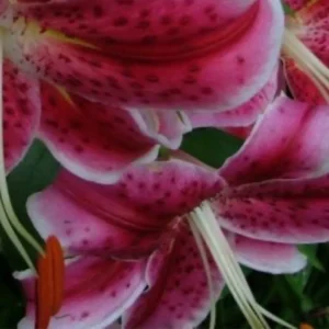 A close up of some pink flowers